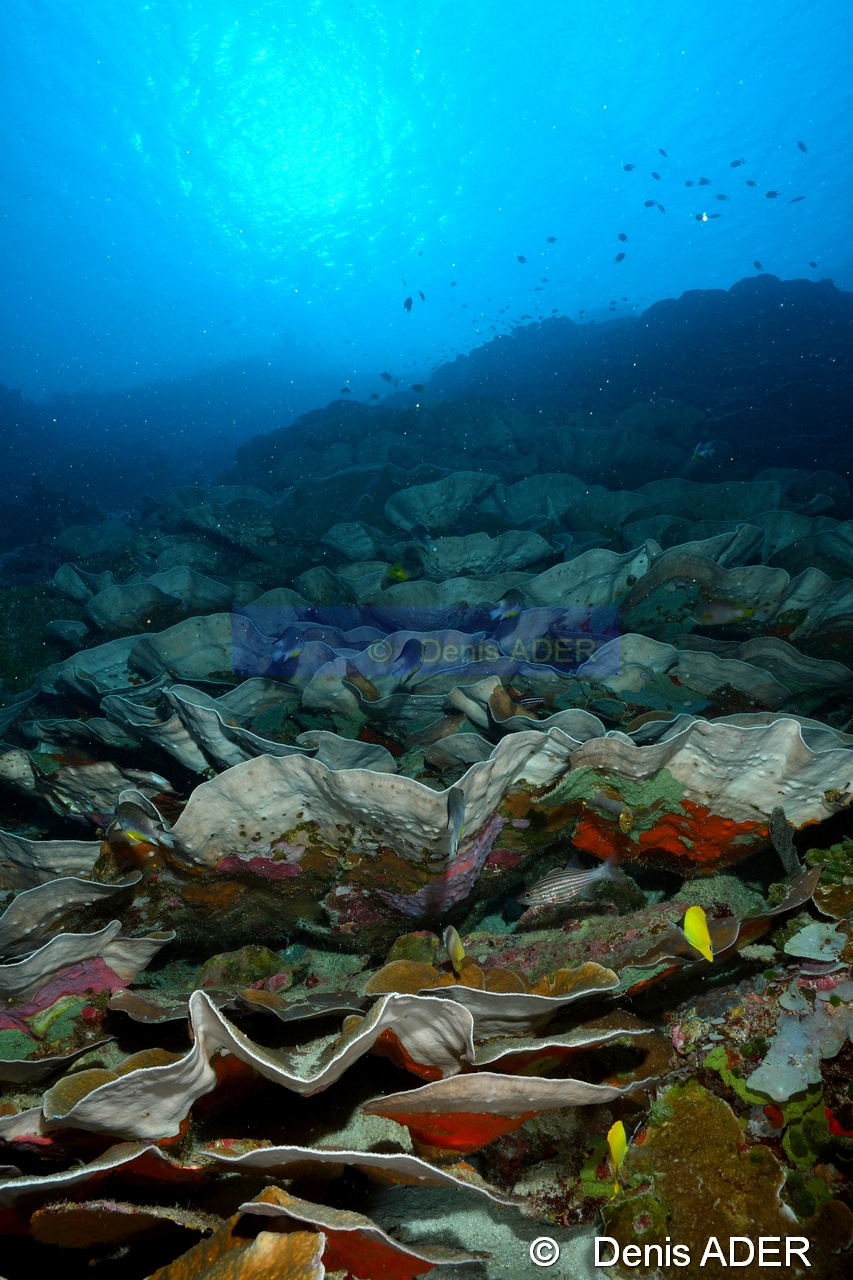 Turbinaria mesenterina Dendrophyle grande feuille ambiance Wakatobi Wangi Island-36m-20180601-Denis-ADER-DSC_2836_tn.jpg